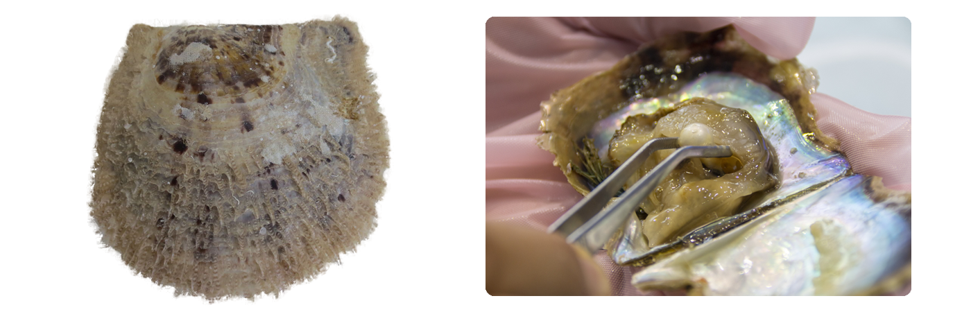 長崎の真珠養殖　加工販売　志田真珠有限会社