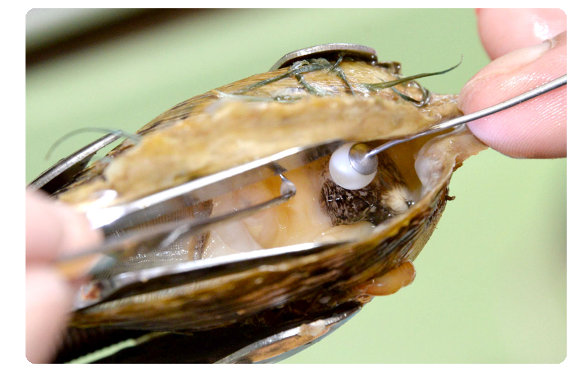 長崎の真珠養殖　加工販売　志田真珠有限会社