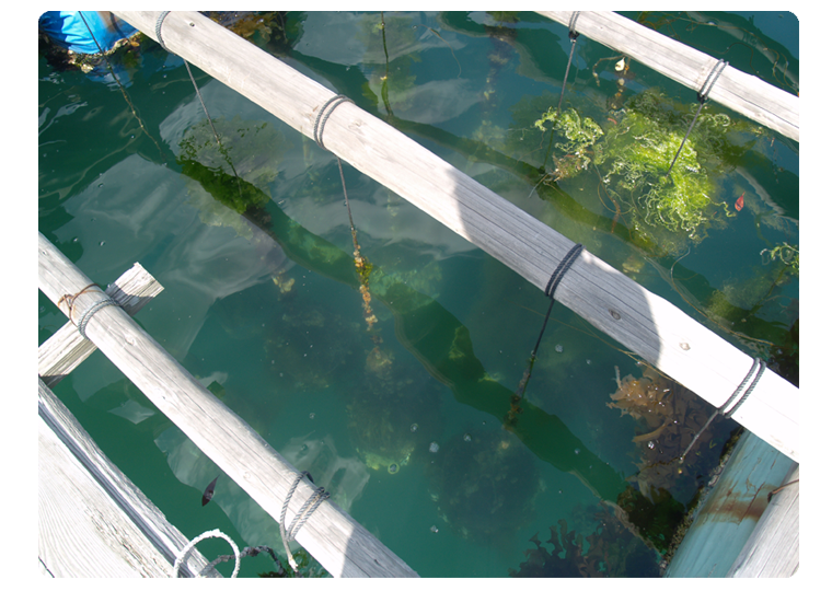 長崎の真珠養殖　加工販売　志田真珠有限会社