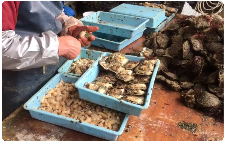 長崎の真珠養殖　加工販売　志田真珠有限会社