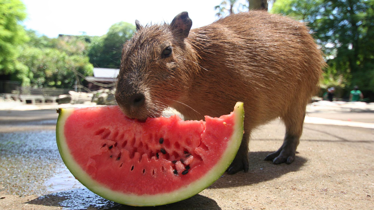 長崎の真珠養殖　加工販売　志田真珠有限会社
